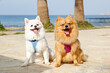 Couple of funny looking pomeranian spitz pups wearing harness on the beach. Two adorable red and white coated pom dogs outside on the walk. Portrait, close up, copy space for text, ocean background.