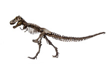 Fossil Skeleton Of Carnivorous Dinosaurs Tyrannosaurus Rex ( T-rex ) Isolated On White Background.