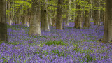 Fototapeta  - Woodland Bluebells in spring 