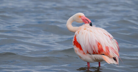 Poster - pink flamingos in their natural ecosystem
