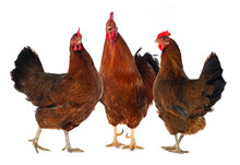 New Hampshire Cock With Twi Hens On White Background