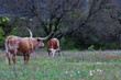 Texas longhorn cattle in a field of spring wild flowers.