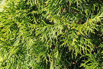 leaves green thuja close-up, background