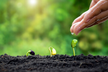 Canvas Print - Plant maintenance and water the seedlings that grow in order of germination on fertile soils, concept of water and water the plants.