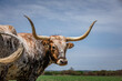 Texas longhorn cattle in the spring in a field with wild flowers