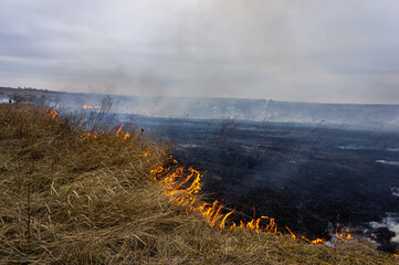 Wall Mural - Dry grass is burning in the steppe, a strong wind intensifies the fire.