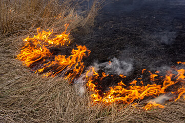 Wall Mural - Dry grass is burning in the steppe, a strong wind intensifies the fire.