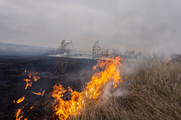 Wall Mural - Dry grass is burning in the steppe, a strong wind intensifies the fire.