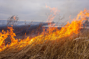 Wall Mural - Dry grass is burning in the steppe, a strong wind intensifies the fire.