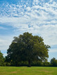 © Das - A strong, tall, mature tree in a verdant field against a blue summer sky with a smattering of clouds; a rural-seeming scene on the edge of London.