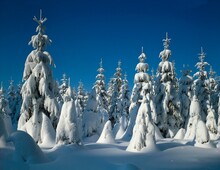 Spruce Forest, Winter, Forest, Trees, Conifers, Coniferous Forest, Spruces, Snow, Snow-covered, Snowy, Winter Forest, Landscape, Season, 