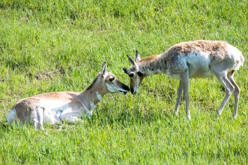 antelope in grass 