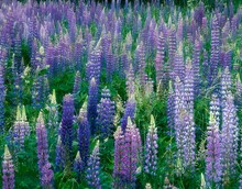 Lupine Field, Lupinus Spec., Plants, Flowers, Wild Flowers, Wild Plants, Lupines, Purple, Nature, Vegetation, Botany, Butterfly Flower, 