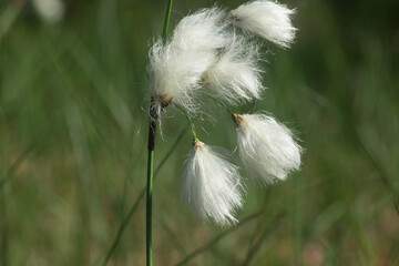 Canvas Print - blooming common cottongrass (Eriophorum angustifolium) closeup selective focus