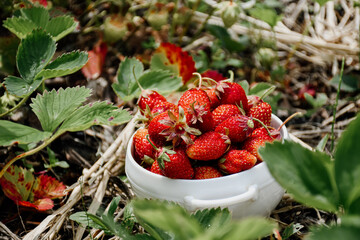 Strawberries in a white plate stand in rows of ripe berries. The concept of gardening and agriculture. Gathering red fresh ripe organic strawberries in the garden. Own Vegan Vegetarian Products