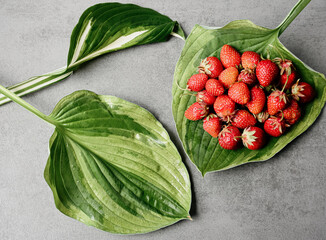 Fresh, ripe strawberry lies in a green leaf of a flower on a gray background. Gathering red fresh ripe organic strawberries in the garden. Own Vegan Vegetarian Products