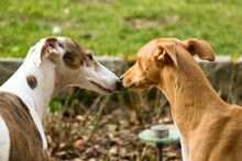 Two Beautiful Kissing Dogs In The Garden