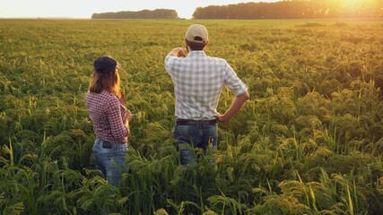 Wall Mural - Man and woman farmers communicate while standing in a ripening millet field at sunset