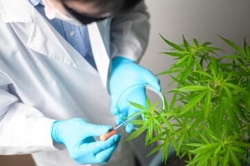 A scientist is checking and analyzing a cannabis sativa experiment , hemp plant  for herbal pharmaceutical cbd oil in a laboratory