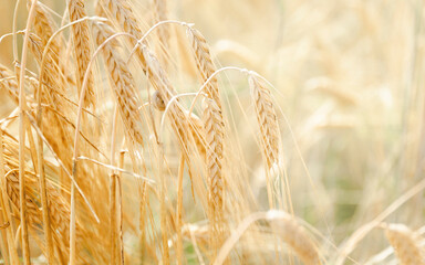 Golden ears of wheat in the field, detail nature