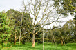 canvas print picture - Big durian tree from root rot, stem rot, dead leaves, problem of agriculture in garden