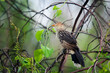Guira cuckoo with a prominent crest and yellow to orange beak, perched on a branch and looking up in the forest. Birdwatching and conservation concept.