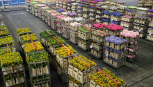 Carts Of Variety Of Flowers Staging At Aalsmeer  Auction Market