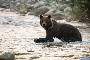 Big brown bear, ursus arctos, wading in river in autumn morning sunlight. Large mammal crossing the lake in fall nature. Wet predator looking to the camera in water.