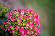 Rot grün blühende Hortensie Hydrangea Magical Ruby Tuesday