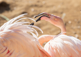 Wall Mural - Wild flamingo bird in a group by the water.