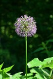 Fototapeta Dmuchawce - The flower of an ornamental onion of lilac color on a background of dark green plants.