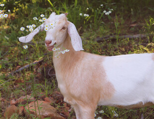 white goat in the meadow