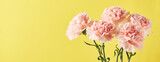 Bouquet of pink carnations. Design concept of holiday greeting with carnation bouquet on yellow background