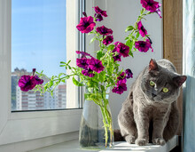 Beautiful Petunia Flowers And A Cute Gray Cat On The Windowsill. Summer Mood.