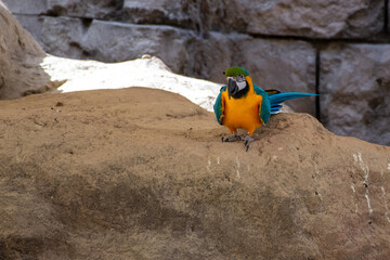 A blue-and-yellow macaw (Ara ararauna), or a blue-and-gold macaw stands on rock.