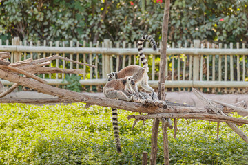 Two ring-tailed lemur or science name - Lemur catta interacting and having fun on a tree branch