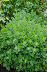 Wall Mural - Perennial flower - ochitnik, Hylotelephium spectabile. Blooming cultivar