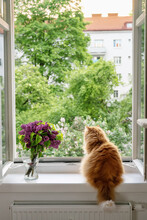 The Fluffy Red Cat Enjoying The Moment And Looking Outside At The Open Window On Summer Time. Comfort Home Zone. Good Moments,