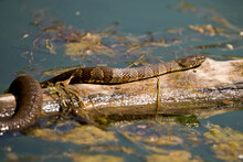 Northern Water Snake Sunning On Log In Pond
