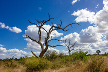 Landscape Of A Dead Tree Against The Blue Sky In The African Bush Veld