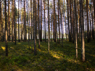  pine forest