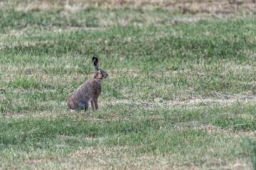 Brown hare on a green meadow with mowed grass. A wild animal in the wild.