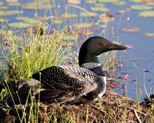 Common Loon Photo. Loon With One Day Baby Chick Under Her Feather Wings On The Nest Protecting And Caring For The Baby Loon In Its Habitat. Loon Mother And Baby Chick. Image. Picture. Portrait.
