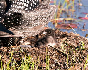 Wall Mural - Common Loon Photo. Baby Loon chick one day old under the parent feather wings on the nest  in its environment and habitat. Loon Baby Chick. Image. Picture. Portrait.