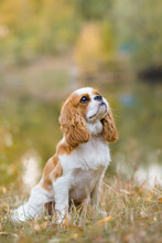 Cavalier King Charles Spaniel. Little Dog On October Background