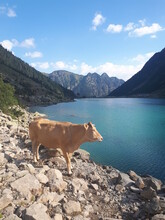 Une Vache Au Bord D'un Lac, Pyrénées, France