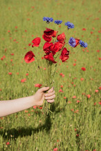 Hand Of Woman Holding Poppy And Bouquet Of Wild Flowers