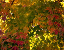 Sugar Maple, Acer Saccharum, Autumn Colour, Detail, 