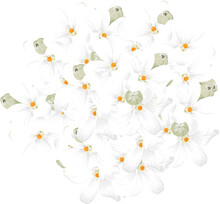 Murraya Paniculata Flowers Hand Drawing Isolated On White Background.