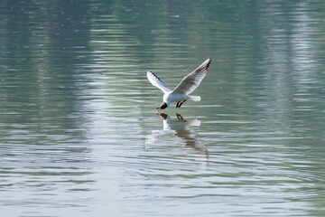 Poster - Chroicocephalus ridibundus - a seagull flying low above the water.